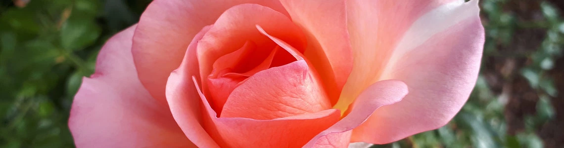 Das Foto zeigt eine rosa Rose.